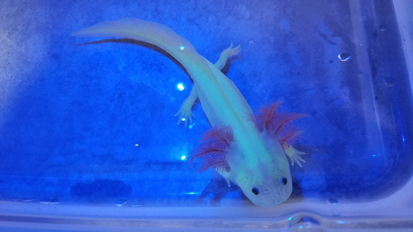GFP аксолотль